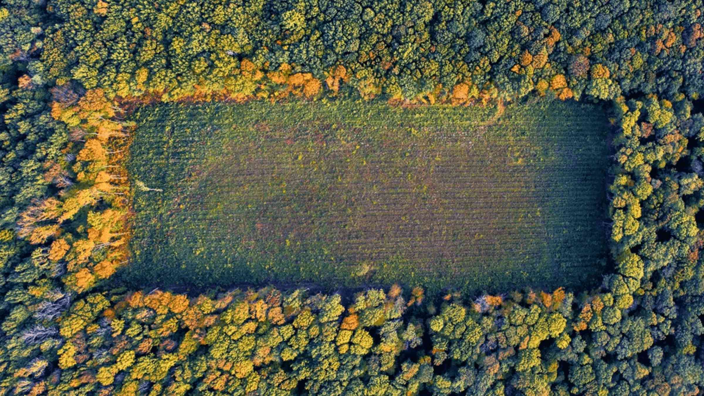 Aerial view of a rectangular deforested are