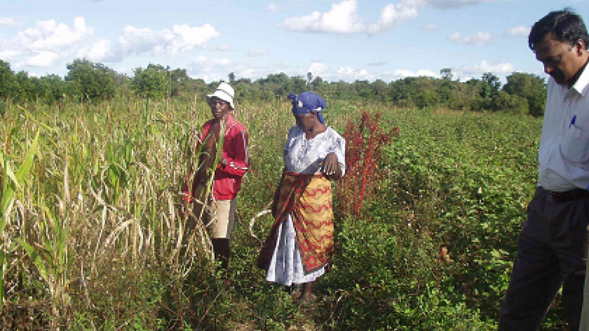 Farmers near Masii, Kenya, discuss their use of crop diversification for managing risk with ICRISAT scientist K.P.C. Rao. Photo: J. Hansen (CCAFS)"