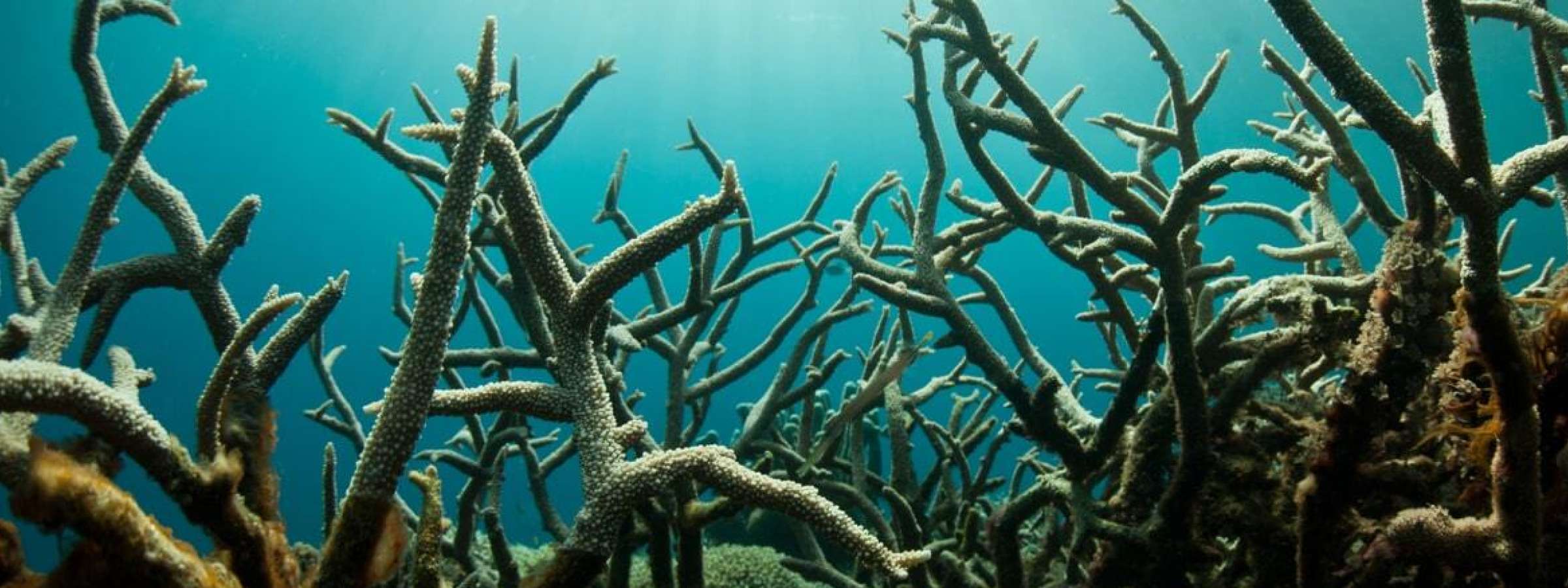 Field of dead corals, due to warming oceans