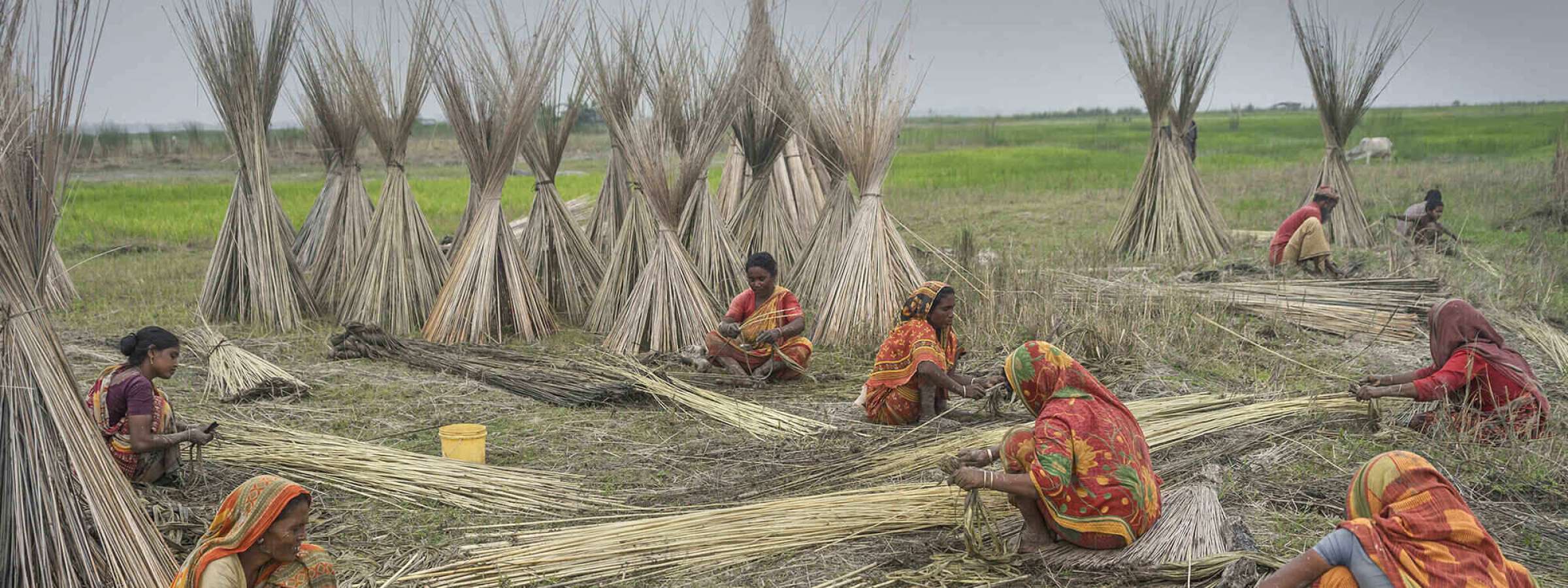 Jute- the golden fibre, women working at the jute harvest in a field, sorting the stalks.